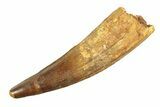 Real Fossil Spinosaurus Tooth - Giant Dinosaur Tooth #351488-1